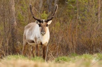 Sob polarni - Rangifer tarandus - Reindeer 8933